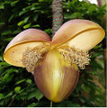 Ohio Grown Winter Hardy Basjoo Banana Plant - Musa - 2.5" POT