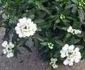 World's Smallest Tiny White Candytuft - Iberis - 2.5" Pot - Fairy Garden Plant