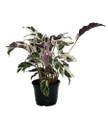 Fusion White Peacock Plant - Calathea - Easy House Plant - 6" Pot