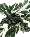 Fusion White Peacock Plant - Calathea - Easy House Plant - 6" Pot