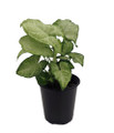 White Butterfly Arrowhead Plant - Syngonium - Nepthytis - 3.5" Pot