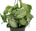White Butterfly Arrowhead Plant - Syngonium - Nepthytis - 3.5" Pot