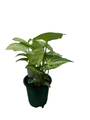White Butterfly Arrowhead Plant - Syngonium - Nepthytis - 3.5" Pot