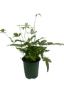Ribbon Table Fern - 3.5" Pot