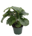 Orbit Peacock Plant - Calathea orbifolia - Easy House Plant - 6" Pot