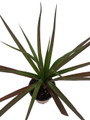 Magenta Madagascar Dragon Tree - Dracaena marginata - 3.5" Pot
