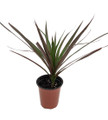 Magenta Madagascar Dragon Tree - Dracaena marginata - 3.5" Pot