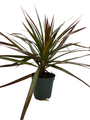 Magenta Madagascar Dragon Tree - Dracaena marginata - 3.5" Pot