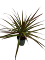 Magenta Madagascar Dragon Tree - Dracaena marginata - 3.5" Pot