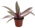 Tricolor Moses in the Cradle Plant -Rhoeo spathacea tricolor - 2.5" Pot