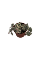 String of Hearts - Hearts Entangled -Ceropegia woodii-2.5" Pot-Collector' Series