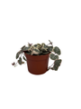 String of Hearts - Hearts Entangled -Ceropegia woodii-2.5" Pot-Collector' Series