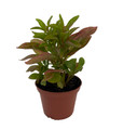 Biblical Yellow St. Joseph's Coat -Alternanthera- Easy Houseplant-2.5" Pot