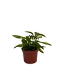 Biblical Yellow St. Joseph's Coat -Alternanthera- Easy Houseplant-2.5" Pot