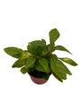 Biblical Yellow St. Joseph's Coat -Alternanthera- Easy Houseplant-2.5" Pot
