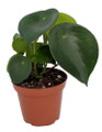 Raindrop Chinese Money Plant -  Peperomia polybotrya - 3.75" Pot