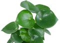 Raindrop Chinese Money Plant -  Peperomia polybotrya - 3.75" Pot
