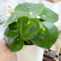 Raindrop Chinese Money Plant -  Peperomia polybotrya - 3.75" Pot