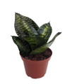 Tiger Star Snake Plant - Sansevieria - Almost Impossible to Kill - 3.7" Pot