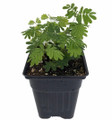 Sensitive Plant - Leaves Move - Mimosa pudica - 4" Pot