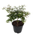 Dwarf Black Olive Tree - Indoors or Out - 4" pot - Bucida spinosa