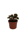 Little Darling Begonia Plant -2.5" Pot- Terrarium/Fairy Garden/HousePlant