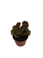 Little Darling Begonia Plant -2.5" Pot- Terrarium/Fairy Garden/HousePlant