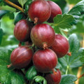 Hinnonmaki Red Gooseberry Bush - NO SHIP to NC, WV, NH - 2.5" Pot