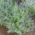 Crazy Blue Russian Sage Plant - Perovskia - Quart Pot