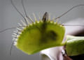 Venus Fly Trap Plant - CARNIVOROUS - Dionaea - 2" Pot Venus Fly Trap Plant - CARNIVOROUS - Dionaea - 2" Pot
