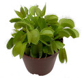 Venus Fly Trap Plant - CARNIVOROUS - Dionaea - 2" Pot Venus Fly Trap Plant - CARNIVOROUS - Dionaea - 2" Pot