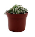 White Carpet St. Joseph's Coat Plant - Alternanthera ficoidea - 2.5" Pot