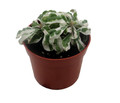 White Carpet St. Joseph's Coat Plant - Alternanthera ficoidea - 2.5" Pot