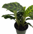 Calathea zebrina -Zebra Peacock Plant - Easy House Plant - 4" Pot