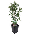Mini Lucie Weeping Fig Tree - 2.5" Pot - House Plant or Bonsai