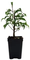 Mini Lucie Weeping Fig Tree - 2.5" Pot - House Plant or Bonsai