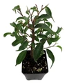 Mini Lucie Weeping Fig Tree - 2.5" Pot - House Plant or Bonsai