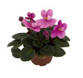 SALE Miniature African Violet - 3 Plants/2" Pot - Great for Terrariums