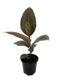Hirt's Strawberry & Cream Ruby Rubber Tree Plant - Ficus - 4" Pot Hirt's Strawberry & Cream Ruby Rubber Tree Plant - Ficus - 4" Pot