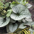 Queen of Hearts Brunnera - Shade Perennial - Gallon Pot