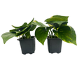 Golden Devil's Ivy - Pothos - Epipremnum - 2 Plants - 3" Pots