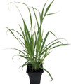 Ohio Grown Lemon Grass Plant - Cymbopogon  - 4" Pot