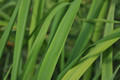 Ohio Grown Lemon Grass Plant - Cymbopogon  - 4" Pot