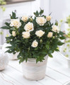Parade® Freja™ Miniature Rose Bush - Fragrant - NEW for 2021 - 2.5" Pot