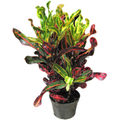 Mamey Croton - 4" Pot - Colorful House Plant