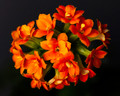 Orange Kalanchoe - 2.5" Pot - In Bud and Bloom / Easy House Plant