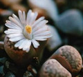 Living Stone Plant - Lithops - 2" Pot - Strange Plant - Collector's Series