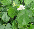 Ohio Grown Arabian Tea Jasmine Plant - Maid of Orleans - 4" Pot