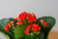 Red Kalanchoe - 2.5" Pot - In Bud and Bloom / Easy House Plant