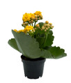 Yellow Kalanchoe - 2.5" Pot - In Bud and Bloom / Easy House Plant